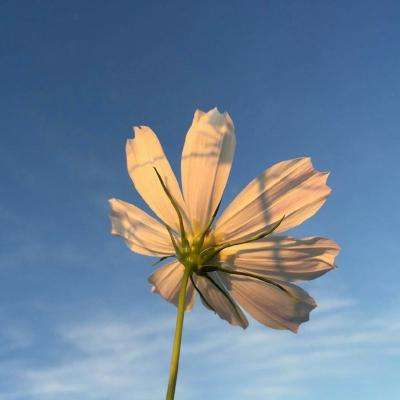 伊朗陆军指挥官：地面战争将 “代价更高”